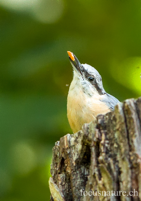 Sittelle 4488.jpg - Sittelle torchepotSitta europaeaEurasian Nuthatch (Ermitage, Genève, Suisse, juillet 2012)